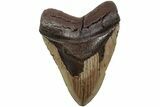 Fossil Megalodon Tooth - North Carolina #223626-1